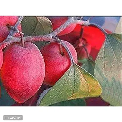 Cloud Farm Hybrid Grafted Kashmiri Red Ber Apple Plant CF04079-thumb0