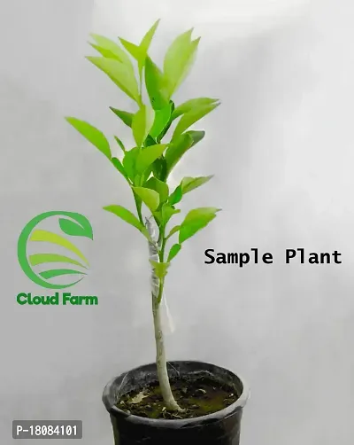 Cloud Farm Hybrid Mandarin Orange Plant Cf1363-thumb2