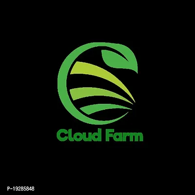 Cloud Farm  Hybrid Grafted Yellow Rose Plant CF01795460211-thumb2