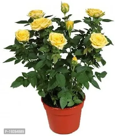 Cloud Farm  Hybrid Grafted Yellow Rose Plant CF01101317