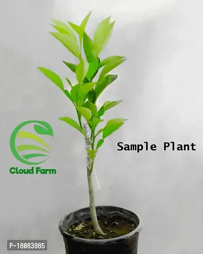 Cloud Farm Hybrid Mandarin Orange Plant Cf1252-thumb2