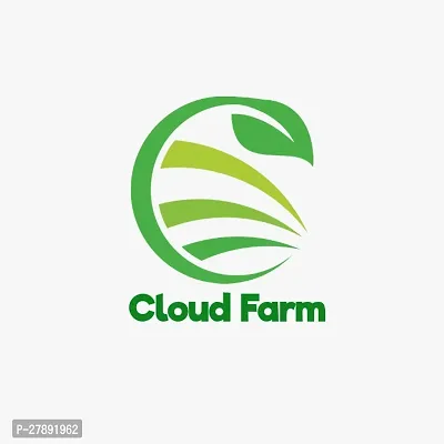 Cloud Farm Grafteds Plant Nimboo, Lemon Tree Seedless, Grafted Plant(Pack Of 1),CF_L38-thumb3
