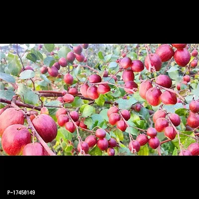 Cloud Farm Hybrid Grafted Kashmiri Red Ber Apple Plant CF00023-thumb0