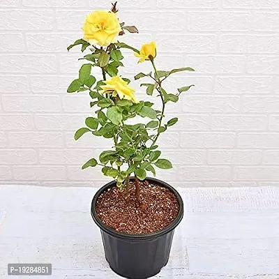 Cloud Farm  Hybrid Grafted Yellow Rose Plant CF01101357