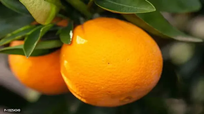 Cloud Farm Hybrid Tangerine Orange Plant CF_00548
