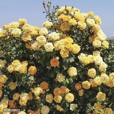 Cloud Farm  Hybrid Grafted Yellow Rose Plant CF01102449