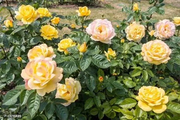 Cloud Farm  Hybrid Grafted Yellow Rose Plant CF01102447