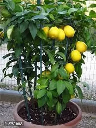 Cloud Farm Grafteds Plant Nimboo, Lemon Tree Seedless, Grafted Plant(Pack Of 1),CF_L39