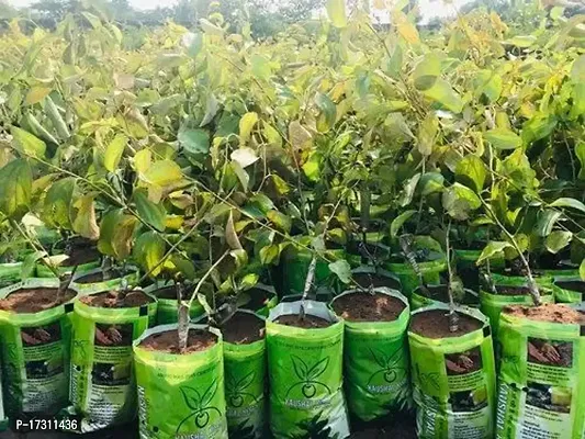 Cloud Farm Hybrid Grafted Thai Green Ber Apple Plant CF0959