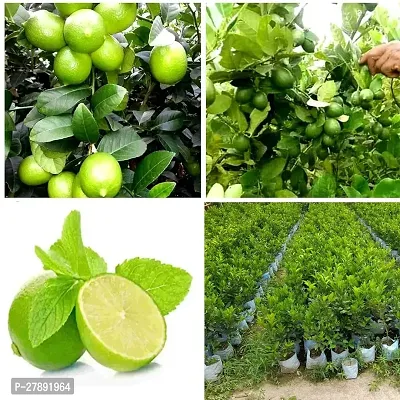 Cloud Farm Grafteds Plant Nimboo, Lemon Tree Seedless, Grafted Plant(Pack Of 1),CF_L40