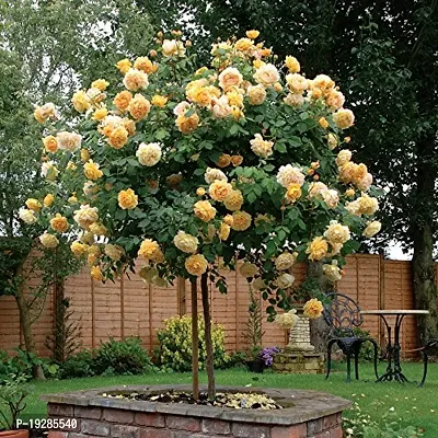 Cloud Farm  Hybrid Grafted Yellow Rose Plant CF0115010550-thumb0