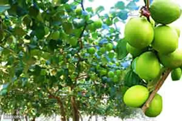 Cloud Farm Hybrid Grafted Thai Green Ber Apple Plant CF01721