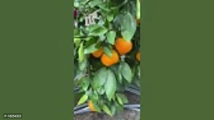Cloud Farm Hybrid Tangerine Orange Plant CF_088024