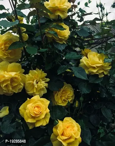 Cloud Farm  Hybrid Grafted Yellow Rose Plant CF01795460211-thumb0