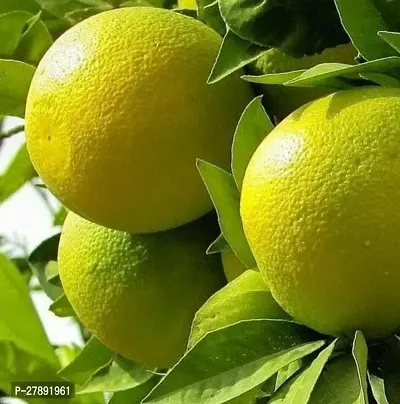Cloud Farm Grafteds Plant Nimboo, Lemon Tree Seedless, Grafted Plant(Pack Of 1),CF_L37