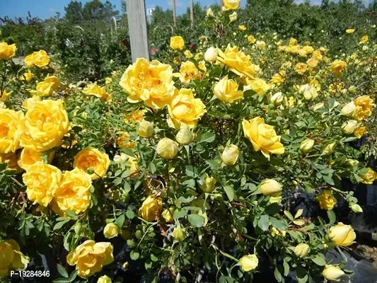 Cloud Farm  Hybrid Grafted Yellow Rose Plant CF01101352