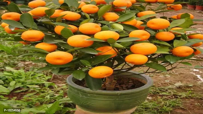 Cloud Farm Hybrid Blood Orange Plant CF_3000