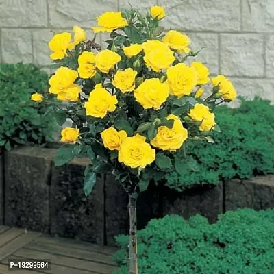 Cloud Farm  Hybrid Grafted Yellow Rose Plant CF01102403-thumb0