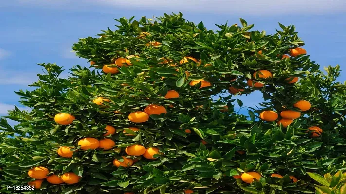 Cloud Farm Hybrid Tangerine Orange Plant CF_800540