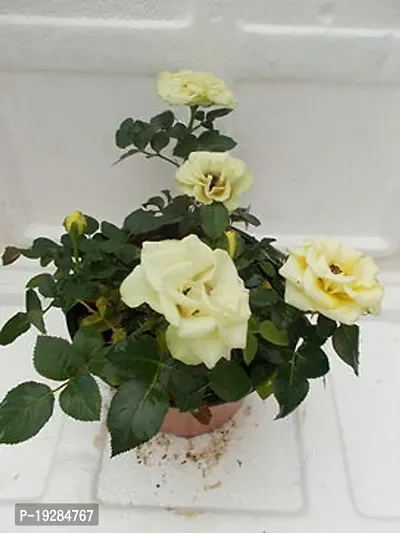 Cloud Farm  Hybrid Grafted Yellow Rose Plant CF01101276