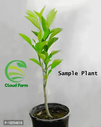 Cloud Farm Hybrid Hamlin Orange Plant CF_6589024-thumb3