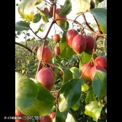 Cloud Farm Hybrid Grafted Kashmiri Red Ber Apple Plant CF04137-thumb0