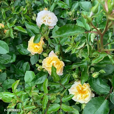 Cloud Farm  Hybrid Grafted Yellow Rose Plant CF01102440