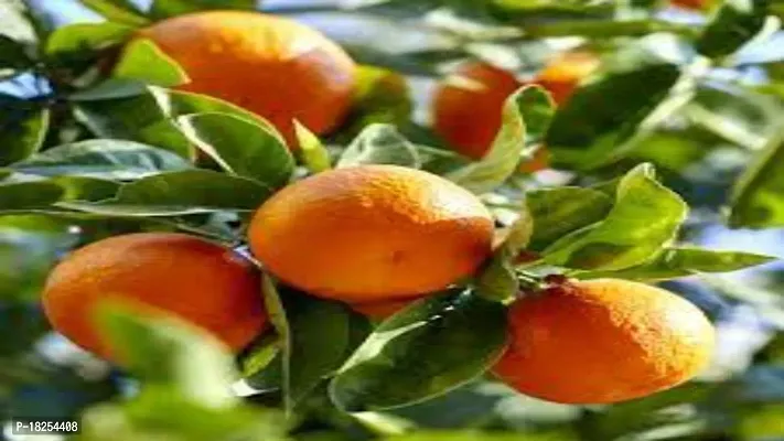 Cloud Farm Hybrid Tangerine Orange Plant CF_00010