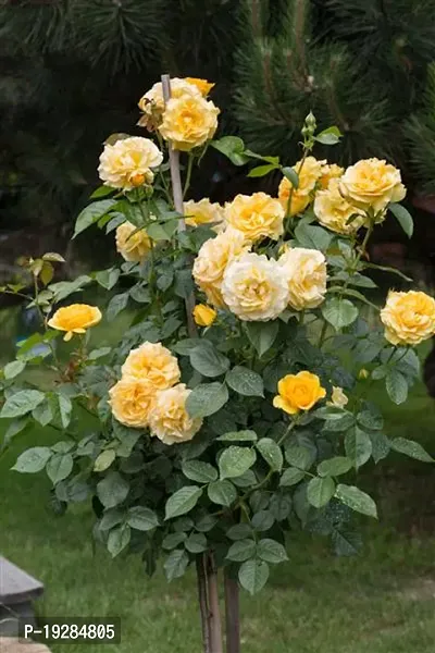 Cloud Farm  Hybrid Grafted Yellow Rose Plant CF01101313