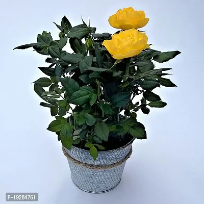 Cloud Farm  Hybrid Grafted Yellow Rose Plant CF01101270-thumb0