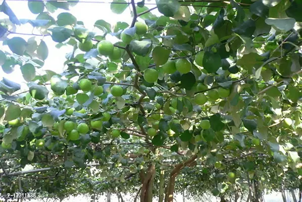Cloud Farm Hybrid Grafted Thai Green Ber Apple Plant CF0961