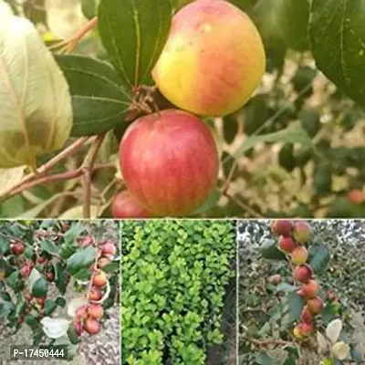 Cloud Farm Hybrid Grafted Kashmiri Red Ber Apple Plant CF04395-thumb0