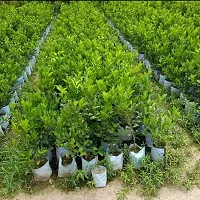 Cloud Farm Grafteds Plant Nimboo, Lemon Tree Seedless, Grafted Plant(Pack Of 1),CF_L40-thumb2