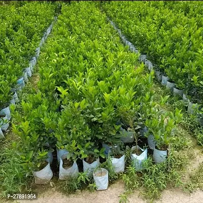 Cloud Farm Grafteds Plant Nimboo, Lemon Tree Seedless, Grafted Plant(Pack Of 1),CF_L40-thumb3