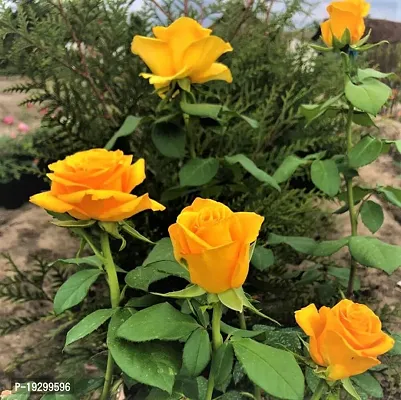 Cloud Farm  Hybrid Grafted Yellow Rose Plant CF064310-thumb0