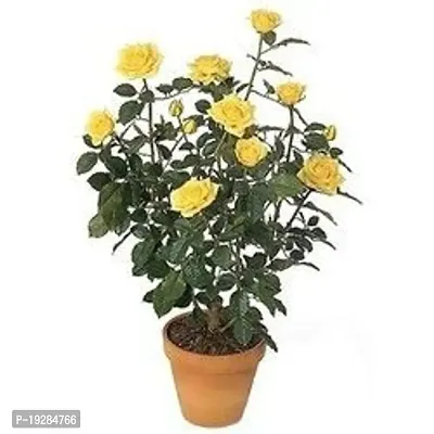 Cloud Farm  Hybrid Grafted Yellow Rose Plant CF01101275-thumb0