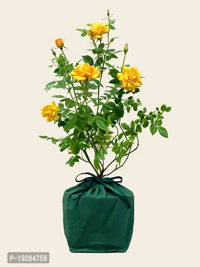 Cloud Farm  Hybrid Grafted Yellow Rose Plant CF01101268