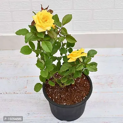 Cloud Farm  Hybrid Grafted Yellow Rose Plant CF01101314-thumb0