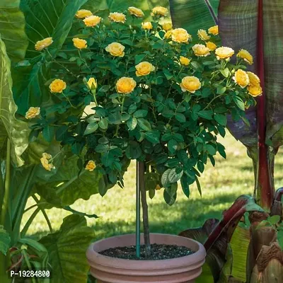 Cloud Farm  Hybrid Grafted Yellow Rose Plant CF01101308