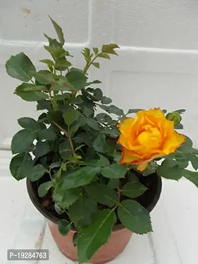 Cloud Farm  Hybrid Grafted Yellow Rose Plant CF01101272