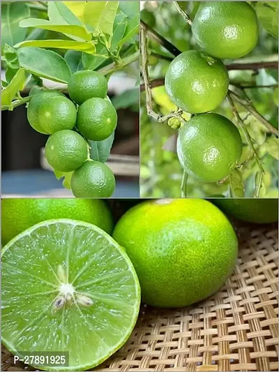 Cloud Farm Seedless Nimboo/Lemon Plant Dwarf Special Variety All Season Fruit(Pack Of 2),CF_L01