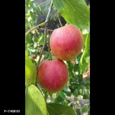 Cloud Farm Hybrid Grafted Kashmiri Red Ber Apple Plant About 1 ft. Height CF04134-thumb0