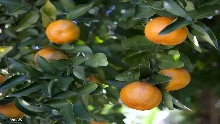 Cloud Farm Hybrid Mandarin Orange Plant Cf1252-thumb0