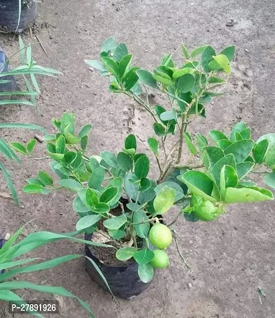 Cloud Farm Grafteds Plant Nimboo, Lemon Tree Seedless, Grafted Plant(Pack Of 1),CF_L02-thumb4
