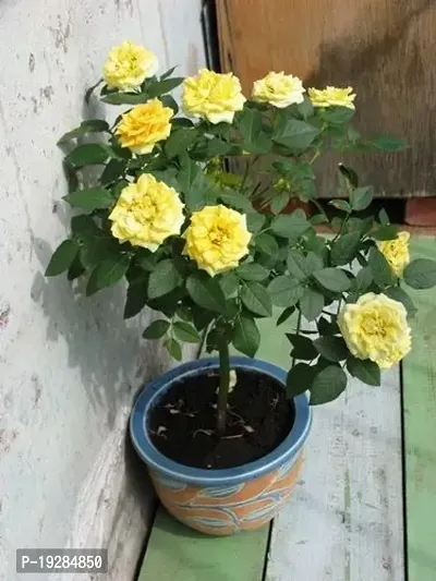 Cloud Farm  Hybrid Grafted Yellow Rose Plant CF01101356