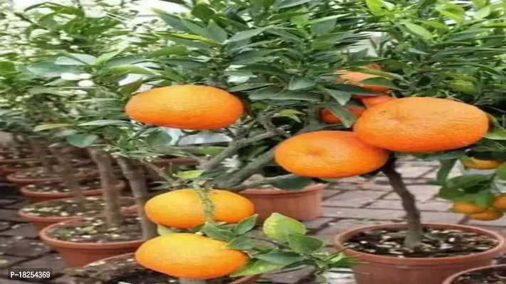 Cloud Farm Hybrid Tangerine Orange Plant CF_0056002