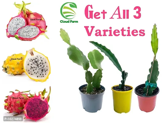 Cloud Farm Dragon Fruit Combo Pack of All Three- 3 Varieties- Yellow Skin, Pink Skin but White Flesh and Pink Skin with Pink Flesh. Hybrid Rooted Dragon Saplings.