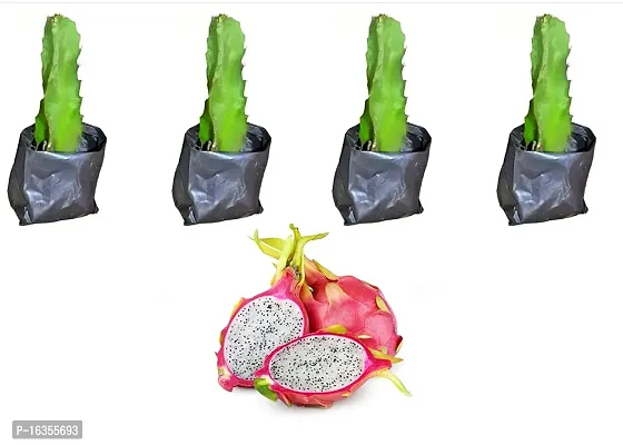 Cloud Farm Dragon Fruit Pack Of 4- Pink Skin With White Flesh - Hybrid Plant.
