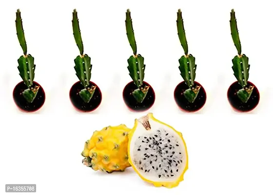 Cloud Farm Dragon Fruit Pack of 5- Yellow Skin With White Flesh Hybrid Plant.-thumb0