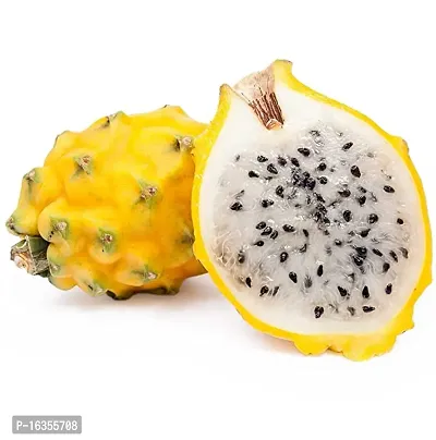 Cloud Farm Dragon Fruit Pack of 5- Yellow Skin With White Flesh Hybrid Plant.-thumb4